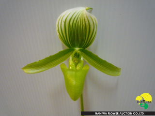 Paphiopedilum Green.JPG